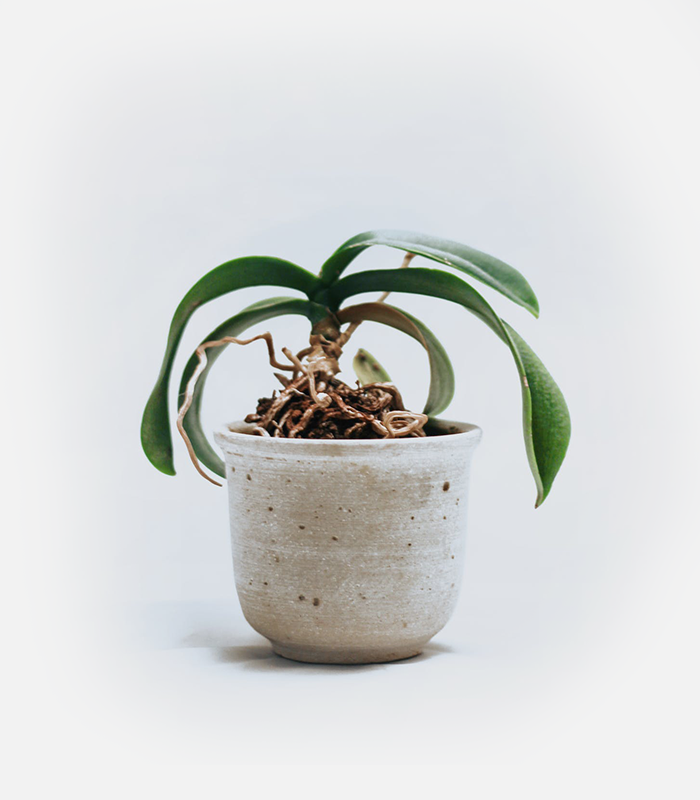 Mini Jade Plant